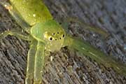 Flower Spider (Cetratus rubropunctatus) (Cetratus rubropunctatus)